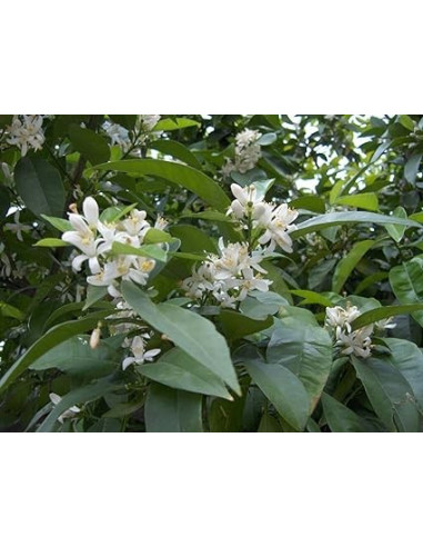 AZAHAR-FLOR-EXTRA-BOLSA-50-GR.jpg