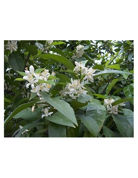 AZAHAR-FLOR-EXTRA-BOLSA-50-GR.jpg