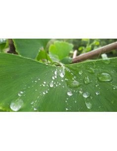 gingko.png 2