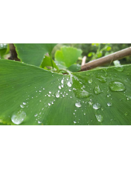 hoja-ginkgo-1080x675.jpg